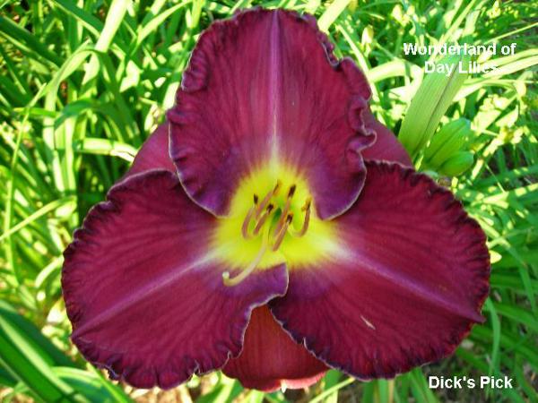 dickspick