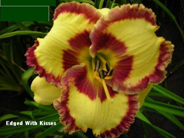 EDGED WITH KISSES