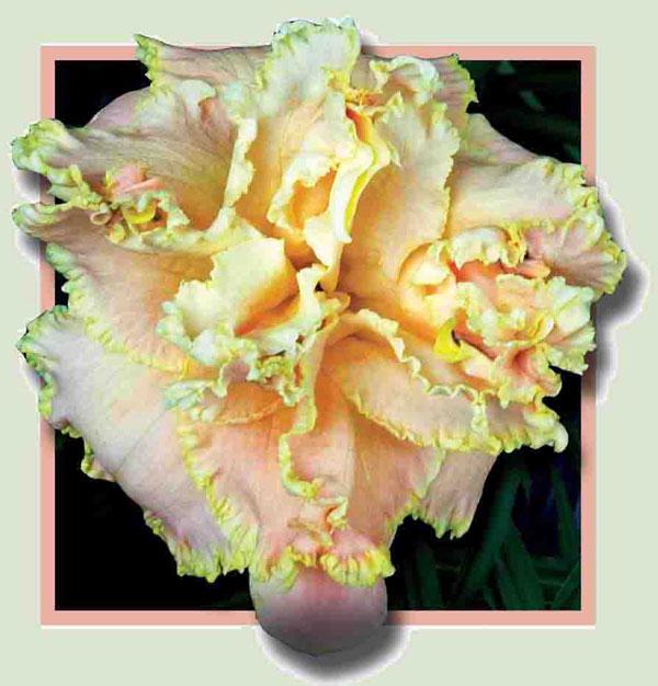Coronation_Dream_pop